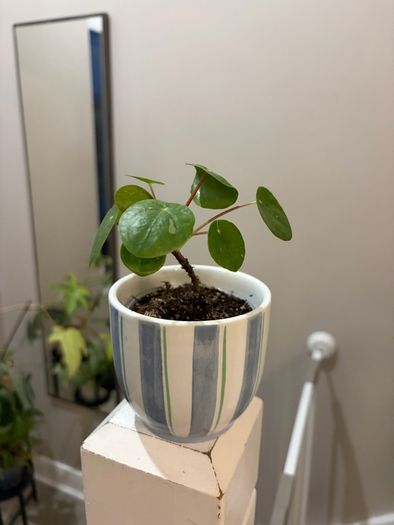 Money Plant Pilea