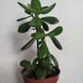 Jade plant Image 3