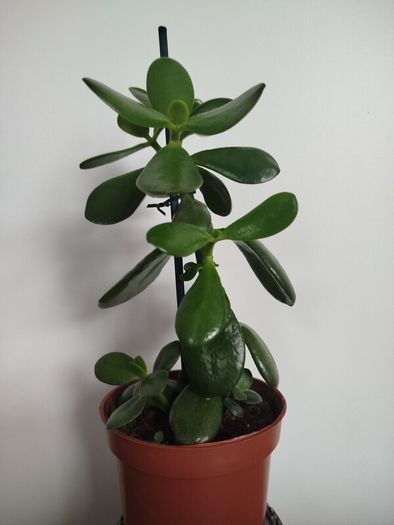 Jade plant