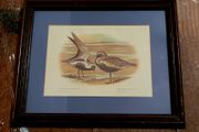 Vintage framed ornithological print