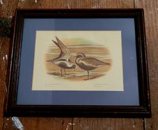 Vintage framed ornithological print