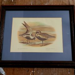 Vintage framed ornithological print