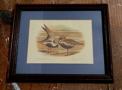 Vintage framed ornithological print