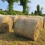 Round bales of hay Image 4