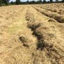 Small square bales of hay Image 2