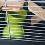 Cage Image 3