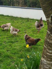 Hatching eggs