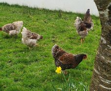 Hatching eggs