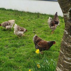 Hatching eggs
