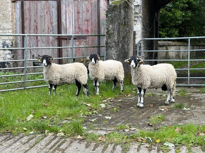 Swaledale Rams all SIS for Sale