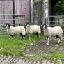 Swaledale Rams all SIS for Sale Image 5