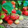 POLYTUNNEL Clear Polythene Sheeting Uv-10 Greenhouse Foil 10 Meters Wide 12 Meters Long Image 6