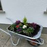 wheelbarrow planter Image 3