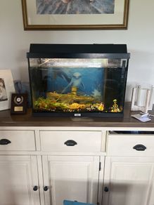 fish tank