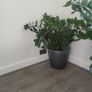 Zamioculcas Zamifolia planter Image 3