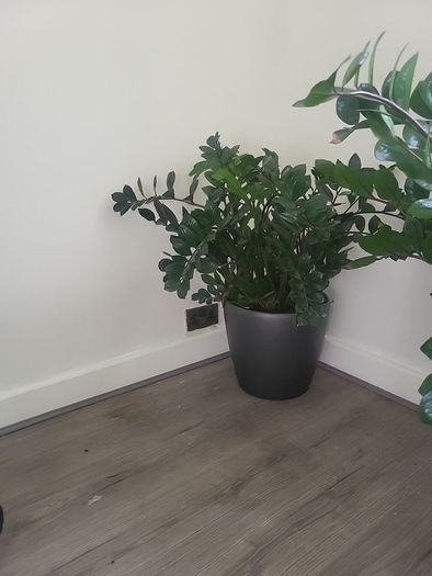 Zamioculcas Zamifolia planter