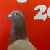 Pigeonloft