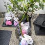 roses plants Image 9