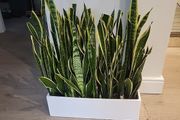 Sansevieria Laurentii trough