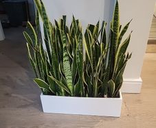 Sansevieria Laurentii trough