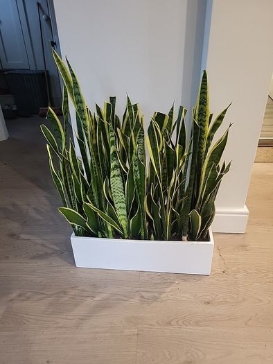 Sansevieria Laurentii trough