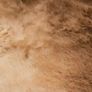 Kangaroo Pelt Image 2