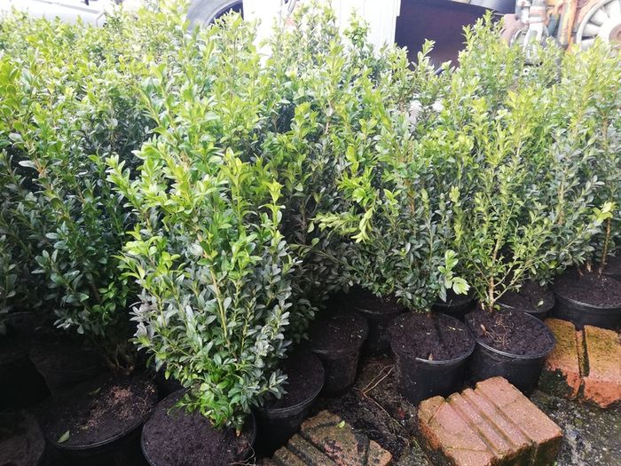 Box Hedging