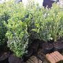 Box Hedging Image 7