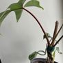 Philodendron Squamiferum (Fuzzy Petiole) Image 4