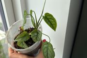 monstera siltepecana