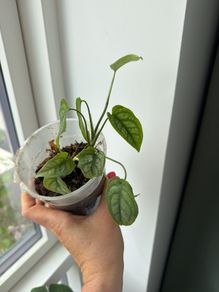 monstera siltepecana
