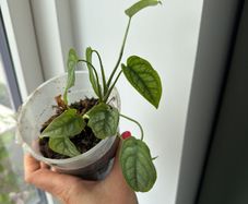monstera siltepecana