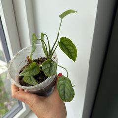 monstera siltepecana