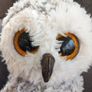 TY Owl Soft Toy Image 2