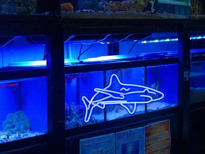 Shark Led Neon Sign for Bedroom Blue Neon Signs Wall Decorative 17''x9'' Acrylic USB Powered