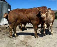 Large Selection Of Pbr Limousin Bulls