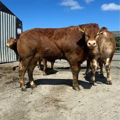 Large Selection Of Pbr Limousin Bulls