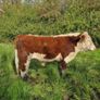 Pedigree Hereford Heifers and Bulls Image 10