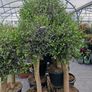 olive tree Image 2