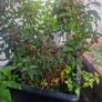 plant raspberry and fuchsia Image 6