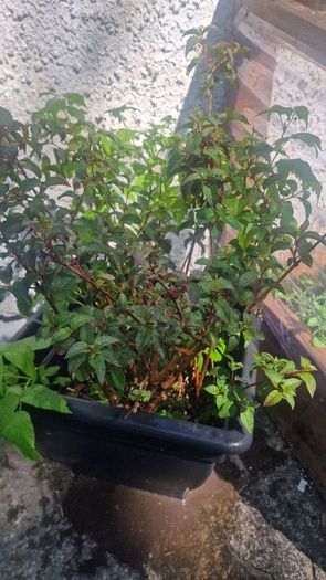 plant raspberry and fuchsia