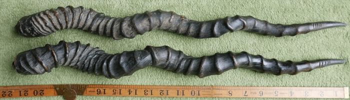 Antique Black Buck Horns 1800's Rare Horns Length 22"
