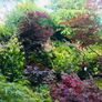 Japanese Acer Maple varieties Image 3