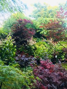 Plants and trees and Japanese acers
