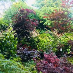 Plants and trees and Japanese acers