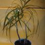 Dracaena Image 2