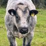 Belgium blue heifers Image 9