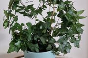 home plant