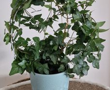 home plant
