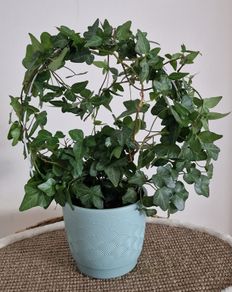 home plant
